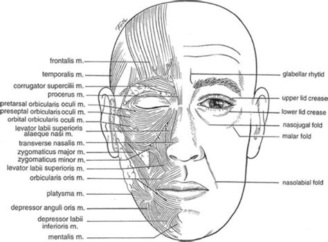 Eyebrows, Eyelids, and Face: Structure and Function | Ento Key