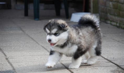 Alaskan Malamute Reviews and Pictures: Cute Alaskan Malamute Puppies Pictures Collections