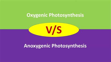 Oxygenic vs Anoxygenic Photosynthesis | difference between oxygenic and anoxygenic ...