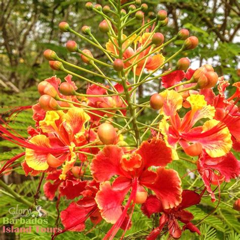 Our national flower "The Pride of Barbados" it is bright, vibrant and ...