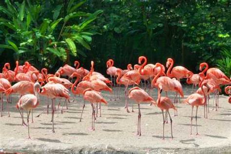 Zoo Miami, Miami - Book Tickets & Tours | GetYourGuide