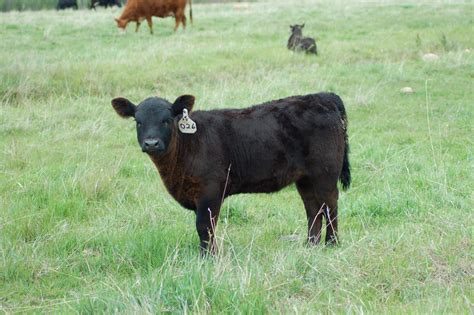 black angus cattle | Old Homestead Farm – Local Flavor Blog Maine Agriculture | Miniature cow ...