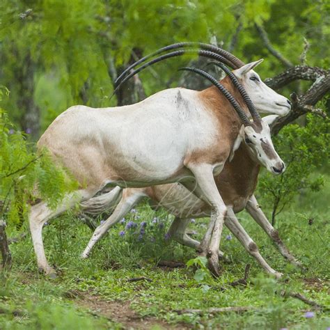 Scimitar-Horned Oryx 3 of 4, a fine art wild animal art panel. Scimitar-Horned Oryx Bulls fight ...