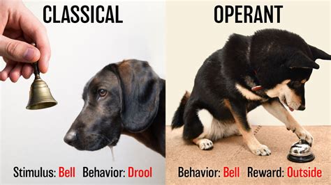 Differences Between Classical Vs Operant Conditioning