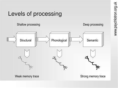 PPT - Levels of processing PowerPoint Presentation, free download - ID:6831813