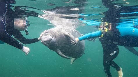 Snorkeling with the Manatees in Crystal River Florida - First Church of The Masochist