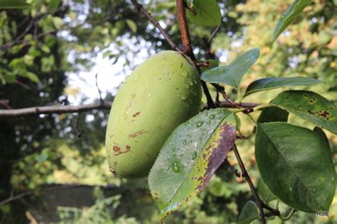 Pseudocydonia sinensis (Dum.Cours.) C.K.Schneid. | Plants of the World ...