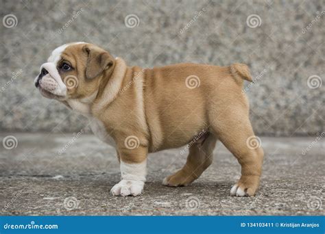 English Bulldog Puppies Backyard Playing Young Dogs Stock Image - Image ...