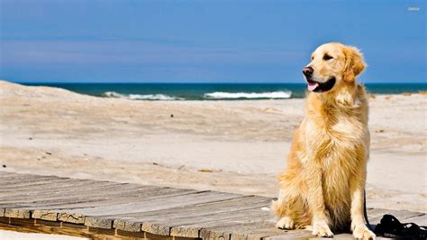 Golden Retriever HD Wallpapers - Top Free Golden Retriever HD ...