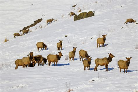 Herd of cow elk in the snow Photograph by Jeff Swan - Fine Art America