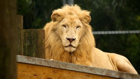 Jungle Island Zoological Park Miami, Florida - family holiday.net/guide to family holidays on ...