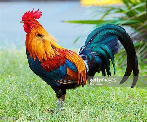 Such vibrant colors. And I love the tail feathers! | Rooster, Beautiful ...