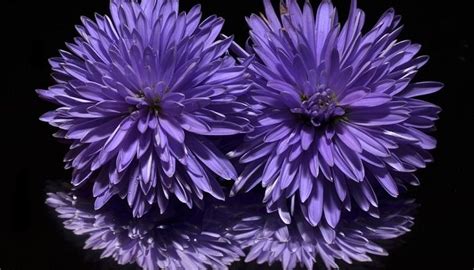 Aster Flower – Meaning, Symbolism and Colors