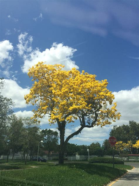 Tabebuia tree in Florida | Tree, Celestial, Outdoor