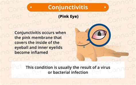 Cat Eye Infection: Recognize the Signs | Canna-Pet