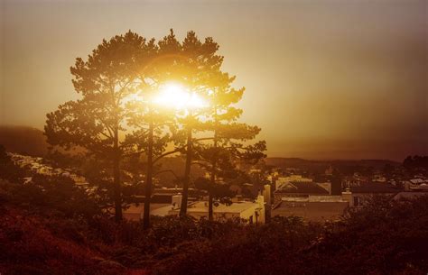 Sunset Photos: Afternoon Golden Hour with Beautiful Trees