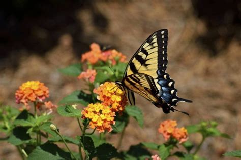 Secrets Revealed: A Personal Monarch Butterfly Habitat - KOGT