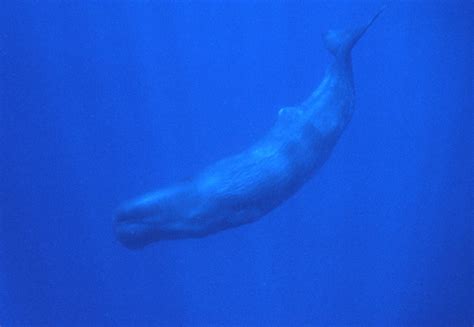 Sperm Whale photos