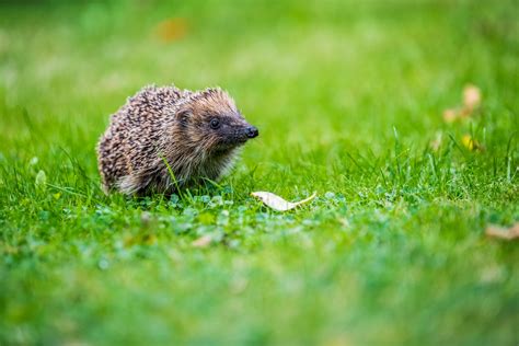 How to create a hedgehog-friendly garden - Your Home Style