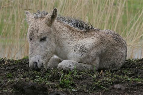 Septicemia (Foals) in Horses - Symptoms, Causes, Diagnosis, Treatment, Recovery, Management, Cost