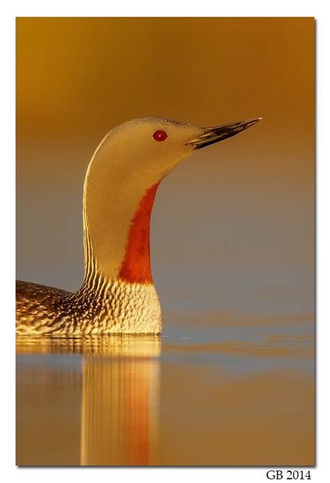 RED-THROATED LOON