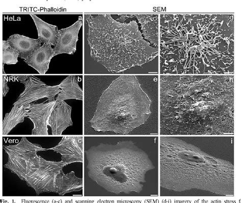 Figure 1 from Comparative study of the impact of the actin cytoskeleton on cell shape and ...