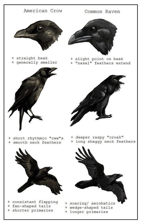 Crow vs Raven : r/whatsthisbird