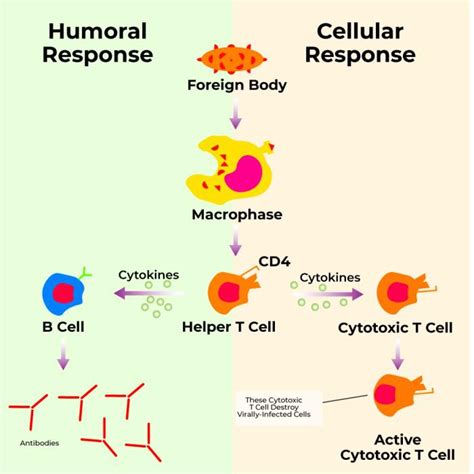 Difference Between Humoral And Cell Mediated Immunity, 53% OFF