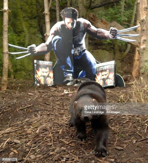 249 Wolverine (Character) Stock Photos, High-Res Pictures, and Images ...