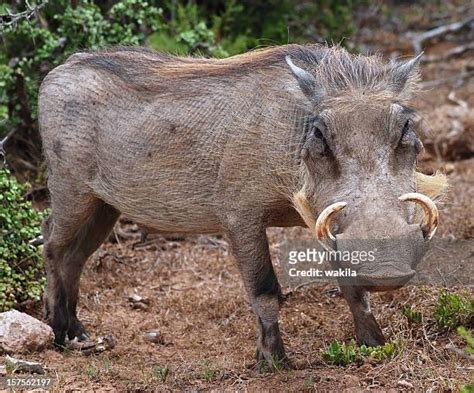 Wild Boar Tusks Photos and Premium High Res Pictures - Getty Images