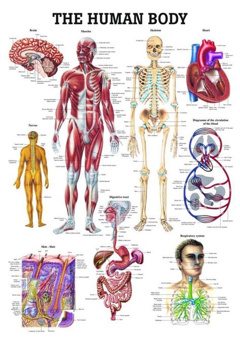 Anatomy Poster Human Skull Laminated Human Skull Anatomy, Human Brain Anatomy, Human Anatomy And ...