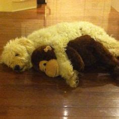 35 Golden doodles ideas | goldendoodle, dogs, i love dogs