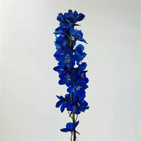 Blue Delphinium Flower | Hot Sex Picture