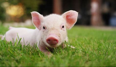 Guinea Pigs - Animals of the World - WorldAtlas