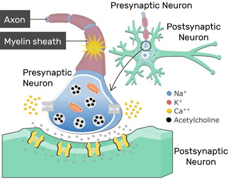 Neurotransmitter Release At Cholinergic Synapses | GetBodySmart