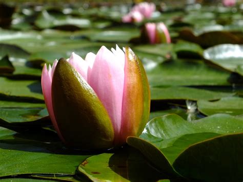 Free photo: Lotus Flower, Nature, Landscape - Free Image on Pixabay ...
