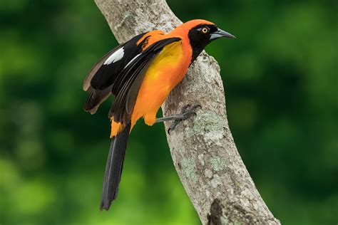 A brilliant Brazilian bird - Jim Zuckerman photography & photo tours