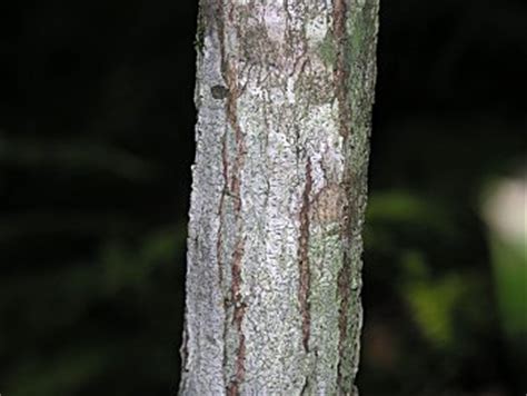 American Chestnut (Castanea dentata)