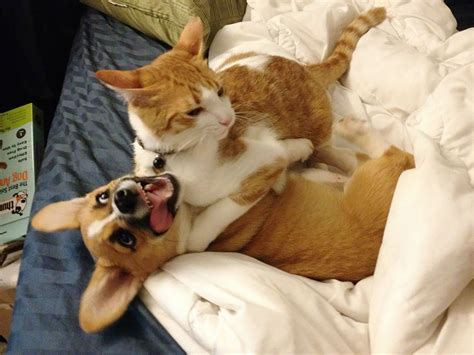 Instead Of being Enemies : This Cat And Dog Are Amazing Friends ...