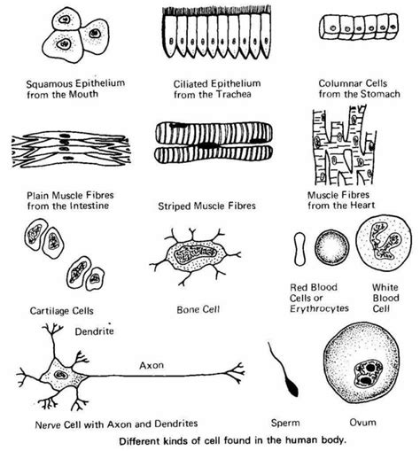 are hundreds of different types cells in the human body and their uses very specific to each ...