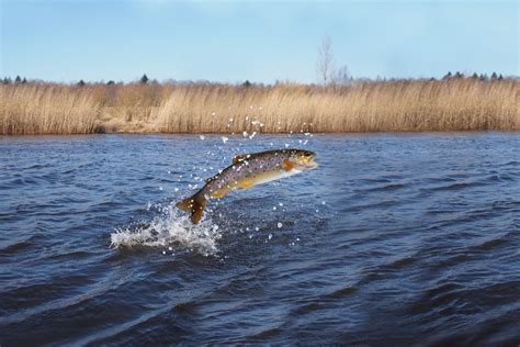 Bass Jumping Out of the Water: Can You Catch Them? - Mighty Angler For Life