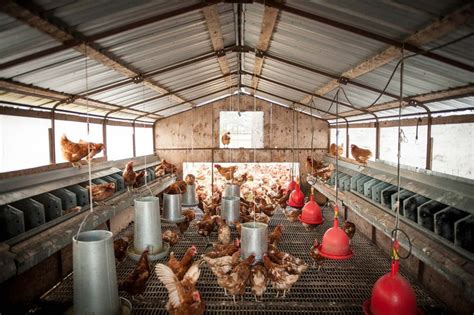 Free Range Eggs | Free Range Housing & Farming | Egg Farmers Of Alberta Chicken Cages, Diy ...