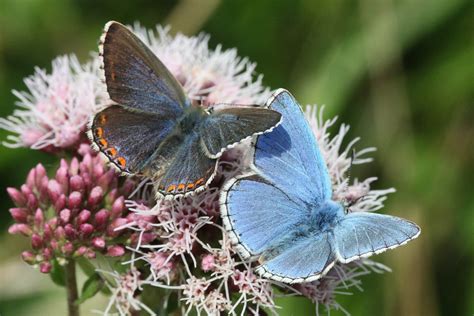 Adonis Blue | Dorset Butterflies