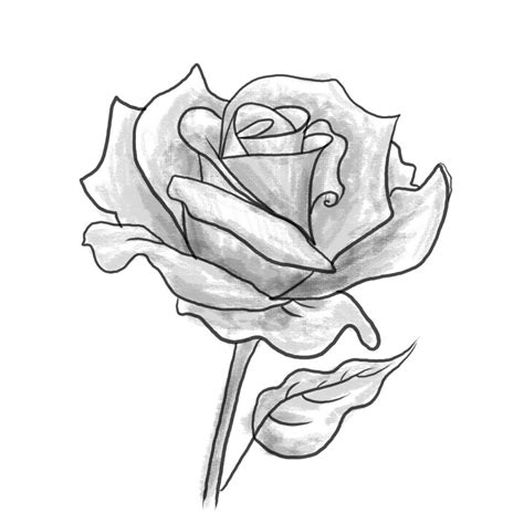 Step By Step Flower Drawing Easy at GetDrawings | Free download