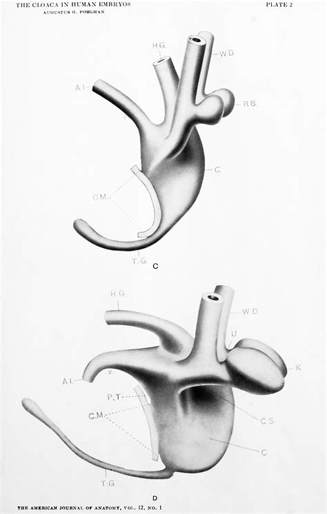 Paper - The development of the cloaca in human embryos - Embryology