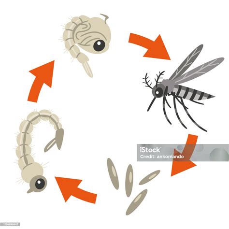 Illustration Showing The Life Cycle Of A Mosquito Stock Illustration ...