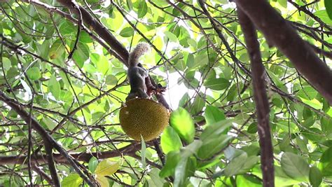 Squirrel Eat Fruit Stock Footage Video 6101813 - Shutterstock