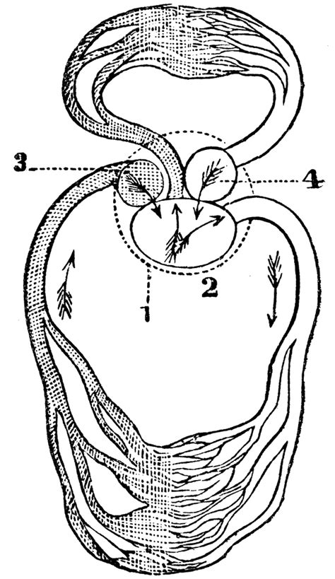 circulatory system of a frog | quiharsodic