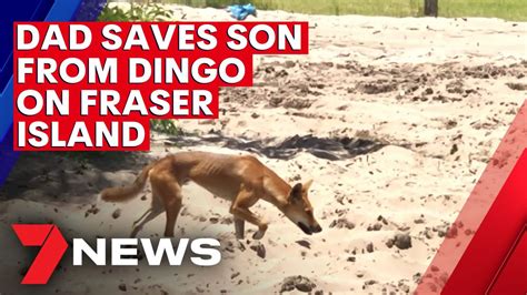 Dingo attack on Fraser Island: A dad saves his 9 year old son | The ...