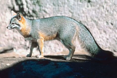 Gray Fox | Habitats and Behavior - All Things Foxes